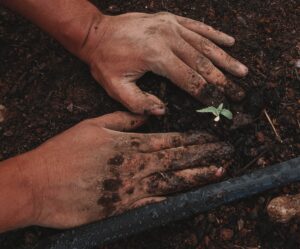 Hands in soil planting hemp plant