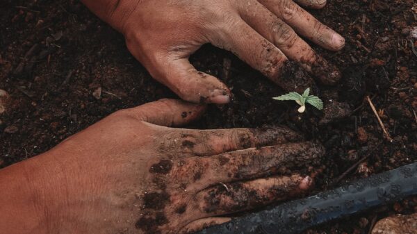 Hands in soil planting hemp plant